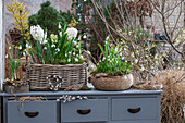 Snowdrops (Galanthus Nivalis), hyacinths (Hyacinthus), grape hyacinths 'White Magic' in planting baskets on an old chest of drawers