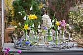 Traubenhyazinthe 'White Magic', Zwergiris 'Clairette', Schneeglöckchen, Narzissen 'Tete a Tete' und Windröschen in Blumenvasen auf der Terrasse