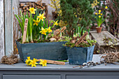 Narzissen 'Bridal Crown', 'Tete a Tete' und 'Geranium', Blüten und Zwiebelknollen mit Schildern in Töpfen auf der Terrasse