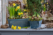 Daffodils 'Bridal Crown', 'Tete a Tete' and 'Geranium', flowers and bulbs in pots on the patio