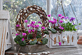 Frühlingsalpenveilchen (Cyclamen coum) und Hornveilchen (Viola Cornuta) in alte Holzkisten eingepflanzt, mit Kranz aus Palmkätzchen vor Fenster von Gartenschuppen