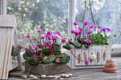 Frühlingsalpenveilchen (Cyclamen coum) und Hornveilchen (Viola Cornuta) in alte Holzkisten eingepflanzt, vor Fenster von Gartenschuppen