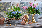 Blumenschale mit Vergissmeinnicht, Hyazinthen (Hyacinthus), Traubenhyazinthe 'Withe Magic' (Muscari) und Osterfiguren auf Holztisch im Gartenhäuschen