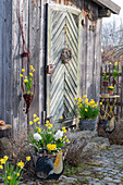 Narzissen 'Tete a Tete' (Narcissus) und 'Tete a Tete Boucle',  Hyazinthen, Traubenhyazinthe 'White Magic' und Primeln im Weidenkorb auf der Terrasse neben Hahnfigur