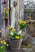 Narzissen 'Tete a Tete' (Narcissus) und 'Tete a Tete Boucle',  Hyazinthen, Traubenhyazinthe 'White Magic' und Primeln im Weidenkorb auf der Terrasse