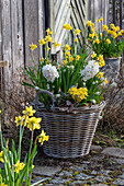 Narzissen 'Tete a Tete' (Narcissus) und 'Tete a Tete Boucle',  Hyazinthen, Traubenhyazinthe 'White Magic' und Primeln im Weidenkorb auf der Terrasse