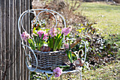 Hyacinths (Hyacinthus) in wicker basket on garden chair during planting