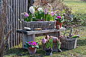 Hyacinths (Hyacinthus) in wicker basket and primroses (Primula) in pot on wooden bench, tools in basket