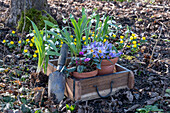 Crocus (Crocus), cyclamen and snowdrops (Galanthus Nivalis) in pots for planting, winter aconites in the ground