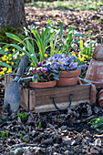 Crocus (Crocus), cyclamen and snowdrops (Galanthus Nivalis) in pots for planting, winter aconites (Eranthis hyemalis) in the ground