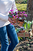 Frau trägt Frühlingsalpenveilchen (Cyclamen coum) in Töpfen in der Hand in den Garten