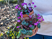 Woman carrying spring cyclamen (Cyclamen coum) in pots in her hand in the garden
