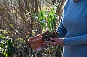 Schneeglöckchen (Galanthus Nivalis) beim Einpflanzen in den Garten