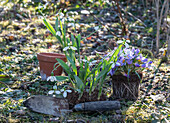 Snowdrops (Galanthus nivalis) and crocus (Crocus) being planted in the garden