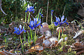 Dwarf iris 'Harmony' (Iris Reticulata), feathers and snail shells in the garden