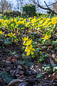 Winter aconites (Eranthis hyemalis) in a flower bed, portrait