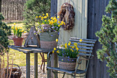 Daffodils 'Tete à Tete' (Narcissus) and anemones (Anemone blanda) in baskets on the patio