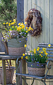 Narcissus 'Tete a Tete' (Narcissus) and anemone (Anemone blanda) in baskets on the patio