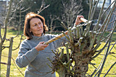 Pruning willow (Salix) in spring, woman gardening