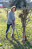 Weide (Salix) im Frühling schneiden, Frau bei Gartenarbeit