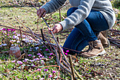 Weaving your own border from willow branches, cyclamen (Cyclamen coum) in the bed