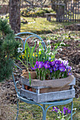 Crocus 'Pickwick' (Crocus), snowdrop (Galanthus Nivalis) in wooden box on garden chair
