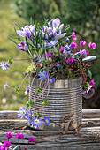 Crocus 'Pickwick' (Crocus), anemone (Anemone blanda) and spring violet (Cyclamen coum) in an old tin can