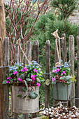 Spring cyclamen (Cyclamen coum) and forget-me-not (Myosotis) in pots hanging from a fence