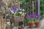 Krokus 'Pickwick' (Crocus) und Traubenhyazinthe 'Magic White' (Muscari), Puschkinie (Puschkinia scilloides) Kegelblume in Drahtkorb an Zaun hängend