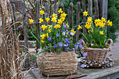 Flower baskets with daffodils (Narcissus) and anemones (Anemone blanda) on the patio