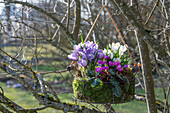 Krokus 'Pickwick' (Crocus) und Frühlingsalpenveilchen (Cyclamen coum) in Blumenampel im Garten