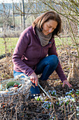 Frau beim Frühjahrsputz im Garten, Puschkinie (Puschkinia scilloides) im Beet