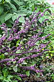 Blühender Lila Basilikum (Ocimum basilicum) im Gartenbeet