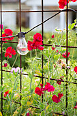 Rote Wicken (Lathyrus odoratus) und Lichterkette an Metallrankgitter