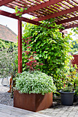 Rot gestrichene Pergola mit Weinreben