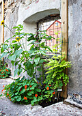 Flower bed with climbing aids on a weathered stone wall