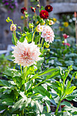 Dahlia in full bloom in the summer garden