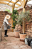 Person watering olive tree and citrus plant in clay pots under wooden pergola