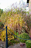 Ziergras und Buchsbaum in herbstlichem Gartenbeet