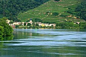 France,Rhone,Condrieu,and the Rhone,Cotes du Rhone,AOC Condrieu