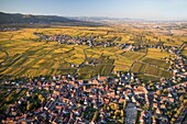 Frankreich,Haut Rhin,Elsässer Weinstraße,Hattstatt (Luftbild)