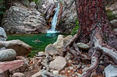 France,Corse du Sud,Bavella,Purcaraccia canyon