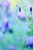 Frankreich,Corse du Sud,Pianotolli Cardarello,Blumen