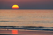 Frankreich,Somme,Bucht von Somme,La Molliere d'Aval,Cayeux sur Mer,Sonnenuntergang am Meer