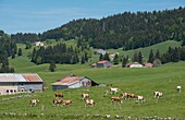 France,Jura,pastures and herds of cows towards Les Moussieres