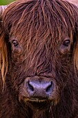 Frankreich,Landes,Arjuzanx,auf dem Gelände eines ehemaligen Braunkohletagebaus entstanden, beherbergt das nationale Naturschutzgebiet Arjuzanx Kraniche und die Hochlandkuh, die im schottischen Hochland beheimatet ist