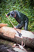 France,Jura,Christian Grenard pulls straps of sapwood of spruce to surround the cheeses of Mont d'Or his job is called wild boar