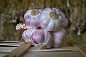 France,Tarn,Lautrec,Gael Bardou,producer of Pink Garlic Lautrec and President of the Red Label Defense and Lautrec pink Garlic IGP,Garlic braid