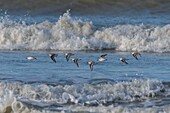 France,Somme,Picardy Coast,Quend-Plage,Sanderling in flight (Calidris alba ) along the beach