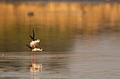 France,Somme,Baie de Somme,Natural Reserve of the Baie de Somme,Le Crotoy,White Stilt (Himantopus himantopus Black winged Stilt) Mating